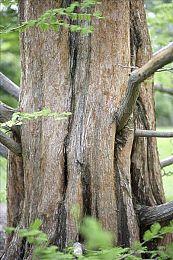 《碧蓝幻想》系列宣布新直播展示会 9月16日举行